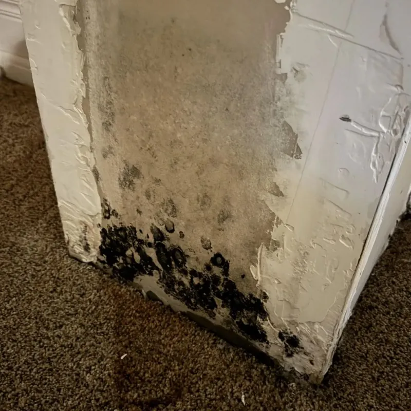 Professional Mold Removal in Glencoe, FL